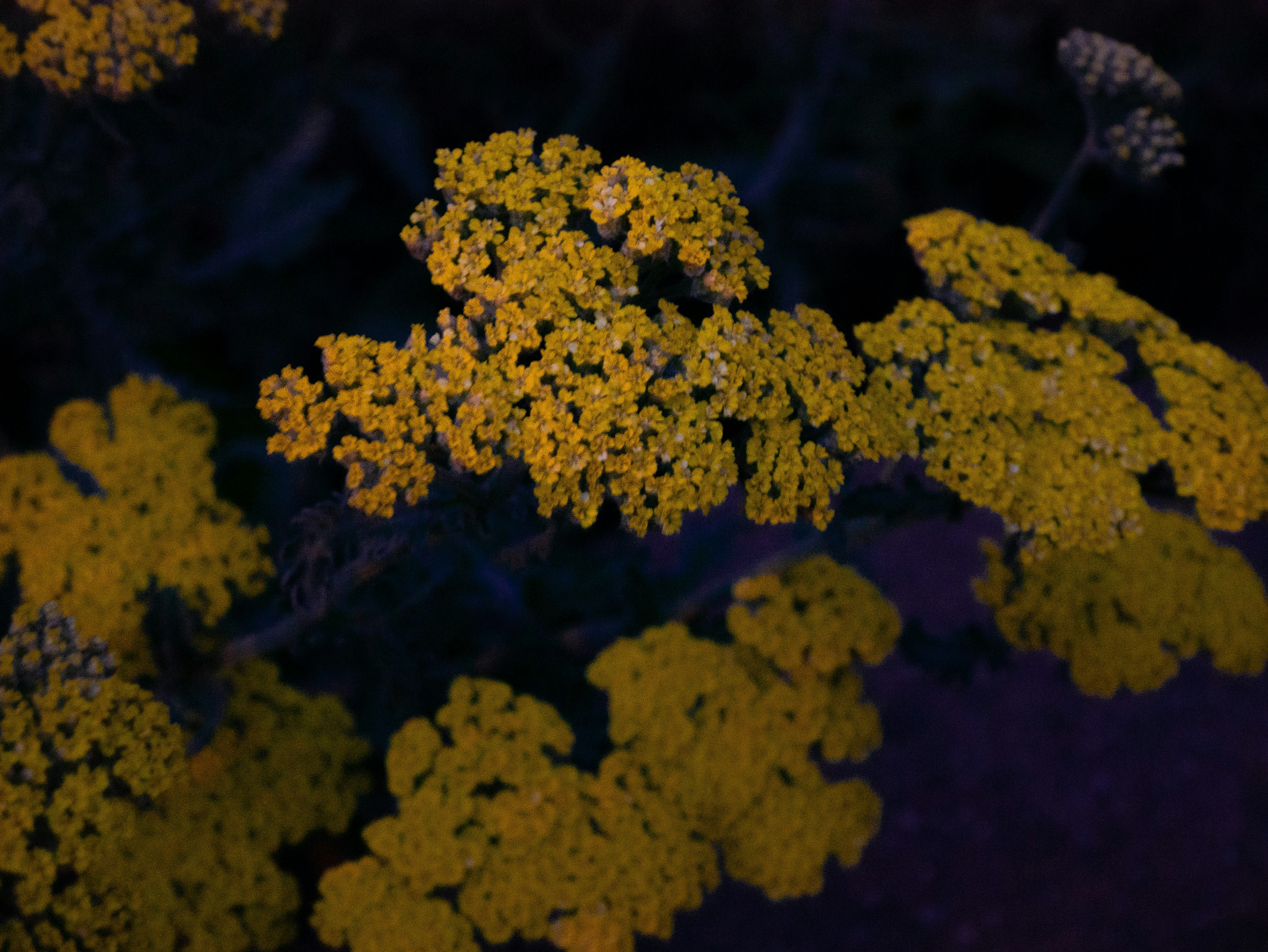 Photography by Ali Abbas Kadhim